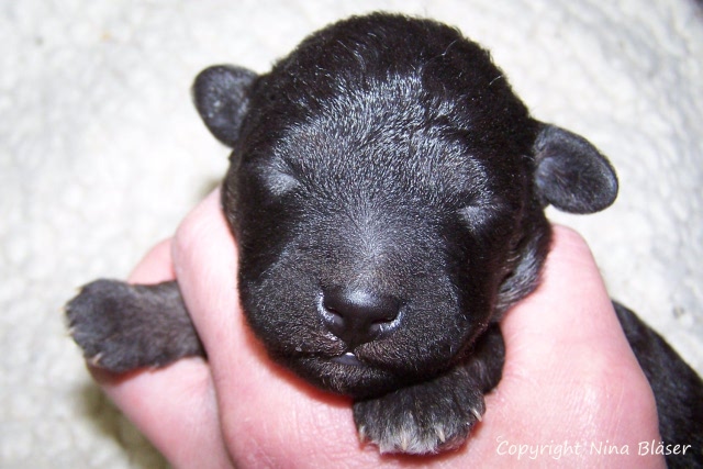 Arc-en-ciel Arlequin 19012008.JPG